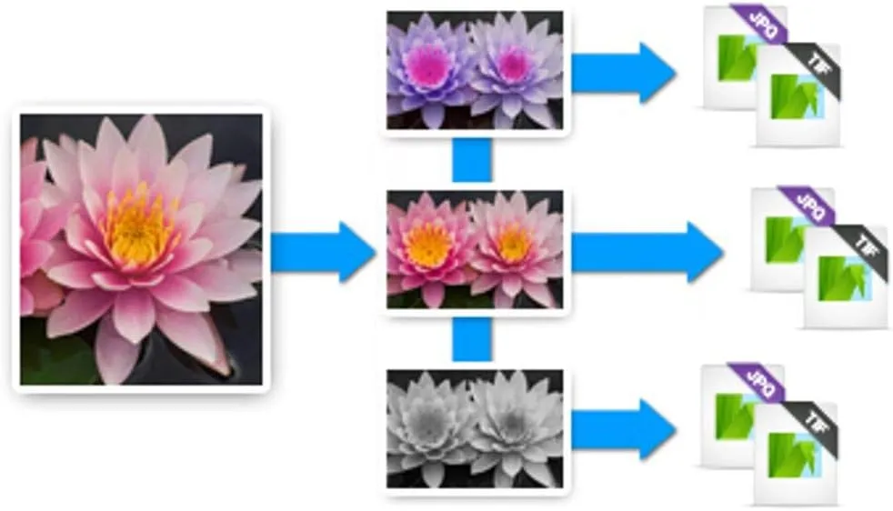 Corel AfterShot Pro 3 | RAW Photo Editing Software [PC/Mac Key Card]
