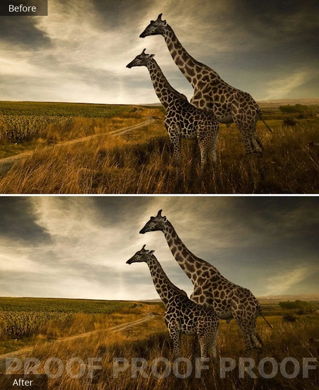 Corel AfterShot Pro 3 | RAW Photo Editing Software [PC/Mac Key Card]